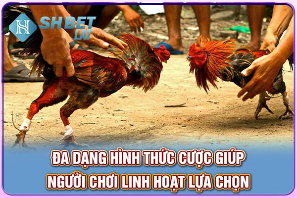 Đa dạng hình thức cược giúp người chơi linh hoạt lựa chọn