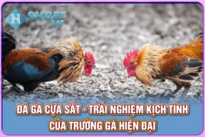 Đá Gà Cựa Sắt - Chiến Đỉnh Cao, Kịch Tính Từng Cú Ra Đòn