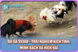 Đá Gà SV368 - Trải Nghiệm Kịch Tính, Minh Bạch Và Hiện Đại