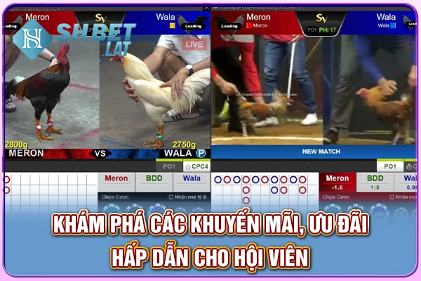 Khám phá các khuyến mãi, ưu đãi hấp dẫn cho hội viên