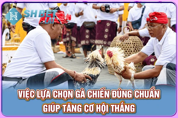 Việc lựa chọn gà chiến đúng chuẩn giúp tăng cơ hội thắng