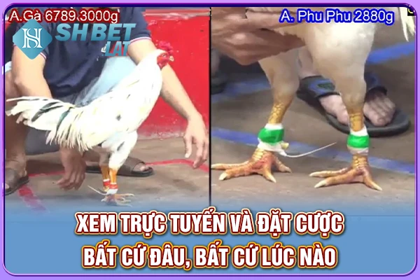 Xem trực tuyến và đặt cược bất cứ đâu, bất cứ lúc nào Xem trực tuyến và đặt cược bất cứ đâu, bất cứ lúc nào